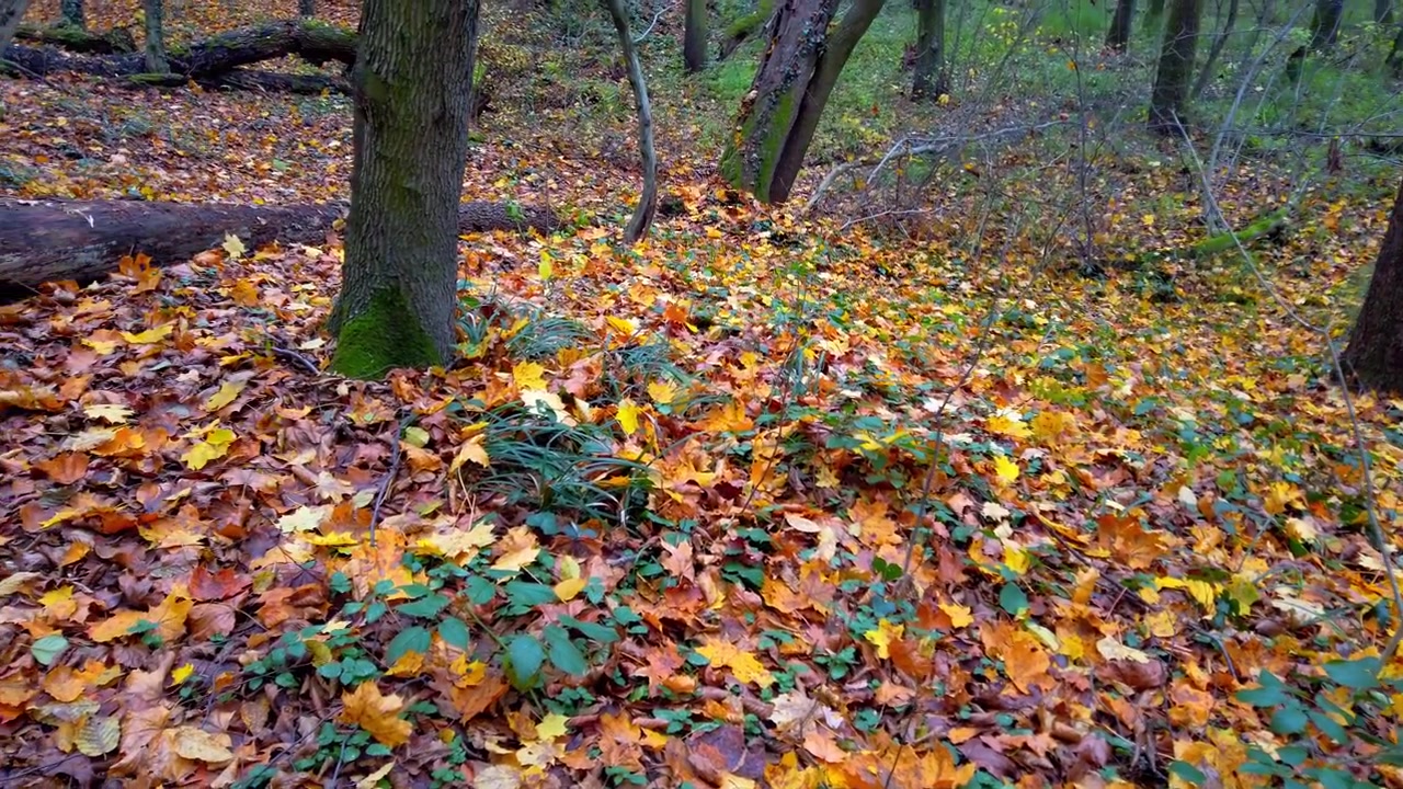 Trees in the autumn forest.