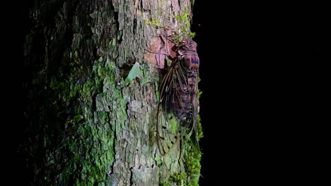 esta cigarra gigante trepando un árbol en la noche, megapomponia intermedia, encontrada en las selvas de tailandia