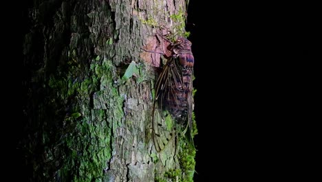 this giant cicada climbing a tree in the night, megapomponia intermedia, found in the jungles of thailand