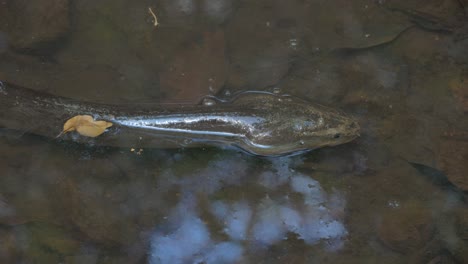 closeup of freshwater eel in the shallow water of emmagen creek in north queensland, australia