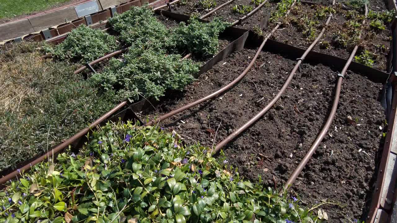 cultivo de flores decorativas y ornamentales mediante riego por tubería en el jardín botánico en un soleado día de primavera, olomouc