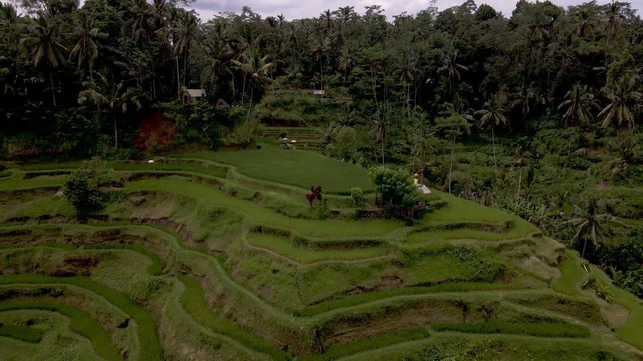 Rice terrace hill in lush jungle. Circling drone footage.