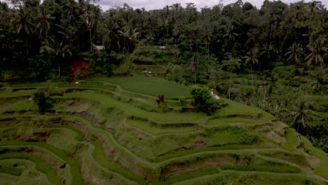 rice terrace hill in lush jungle. circling drone footage.