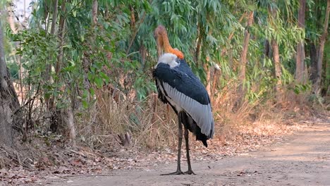 un gran pájaro de la familia de las cigüeñas común en el sur de asia y ahora en peligro de extinción debido a la pérdida de hábitat