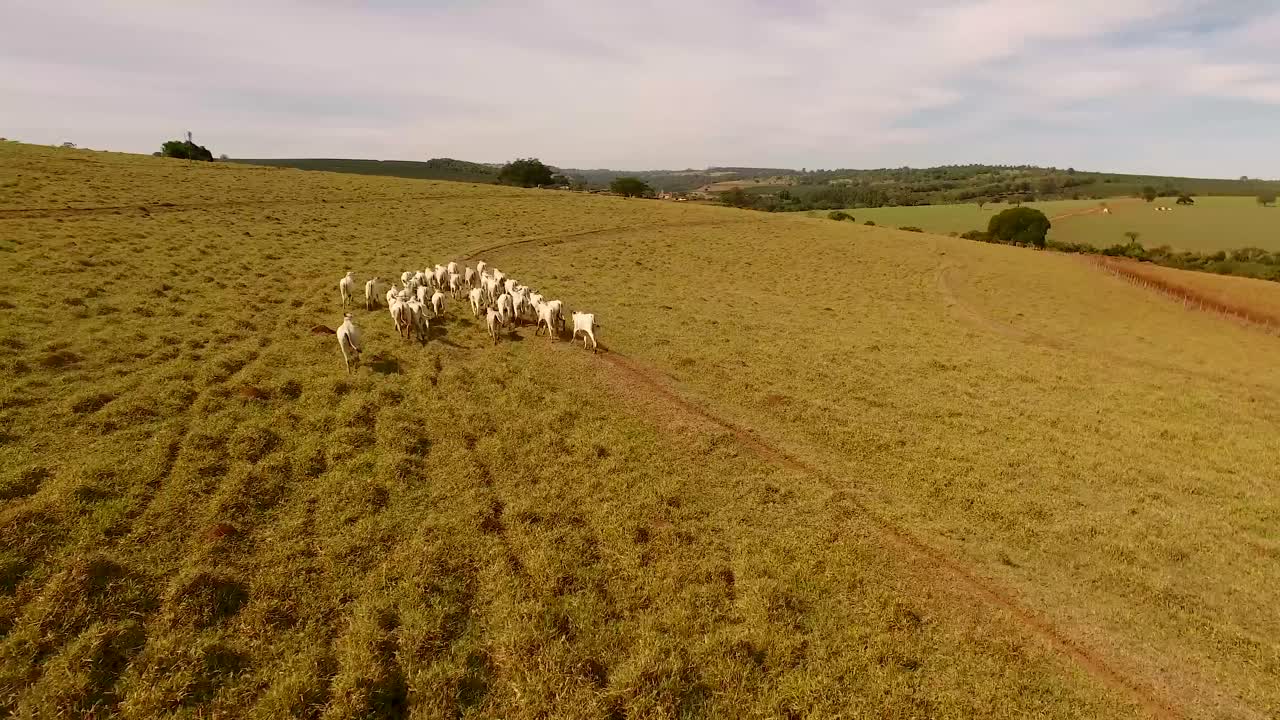 Gado pastando em um campo rural