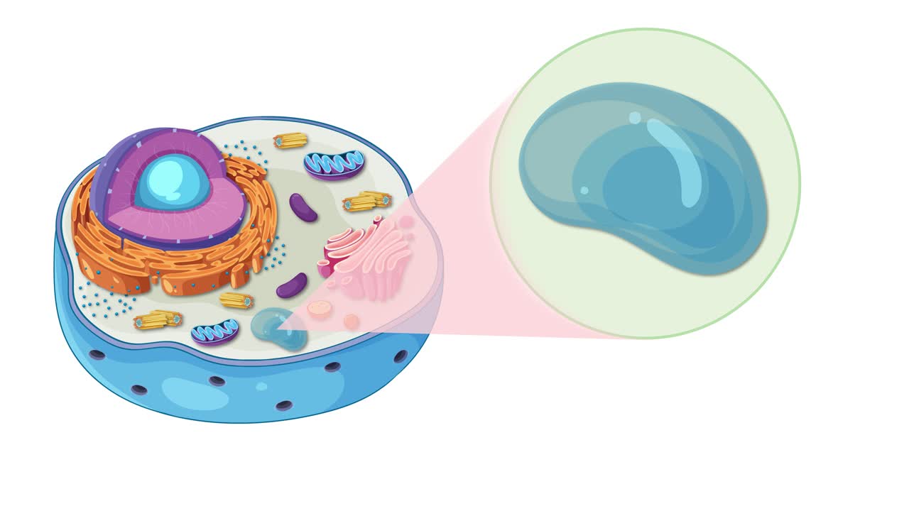 Animation illustrating animal cell structure with focus on vacuole, highlighting organelles and cellular components in a vibrant, educational style