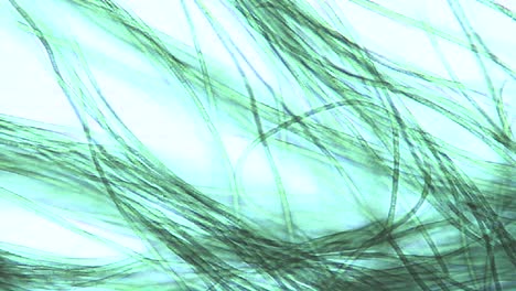 microscopic view of algae ribbons or filaments