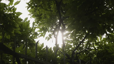 sol a través de los árboles en una suave toma en cámara lenta en órbita