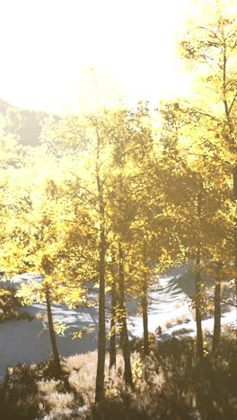 autumn forest landscape: golden trees in sunlight