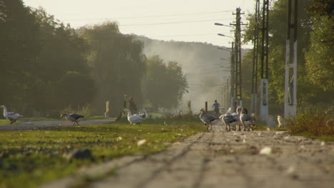 Impresionante-Toma-De-Lente-Larga-De-Gansos-En-El-Pavimento-En-La-Rumania-Rural