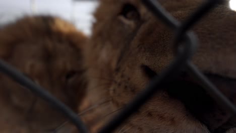 lion-brothers-macro-noses-playfully-smooshing-eachother-wildlife-reserve