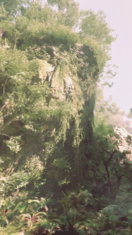 lush rainforest jungle landscape with a cliff