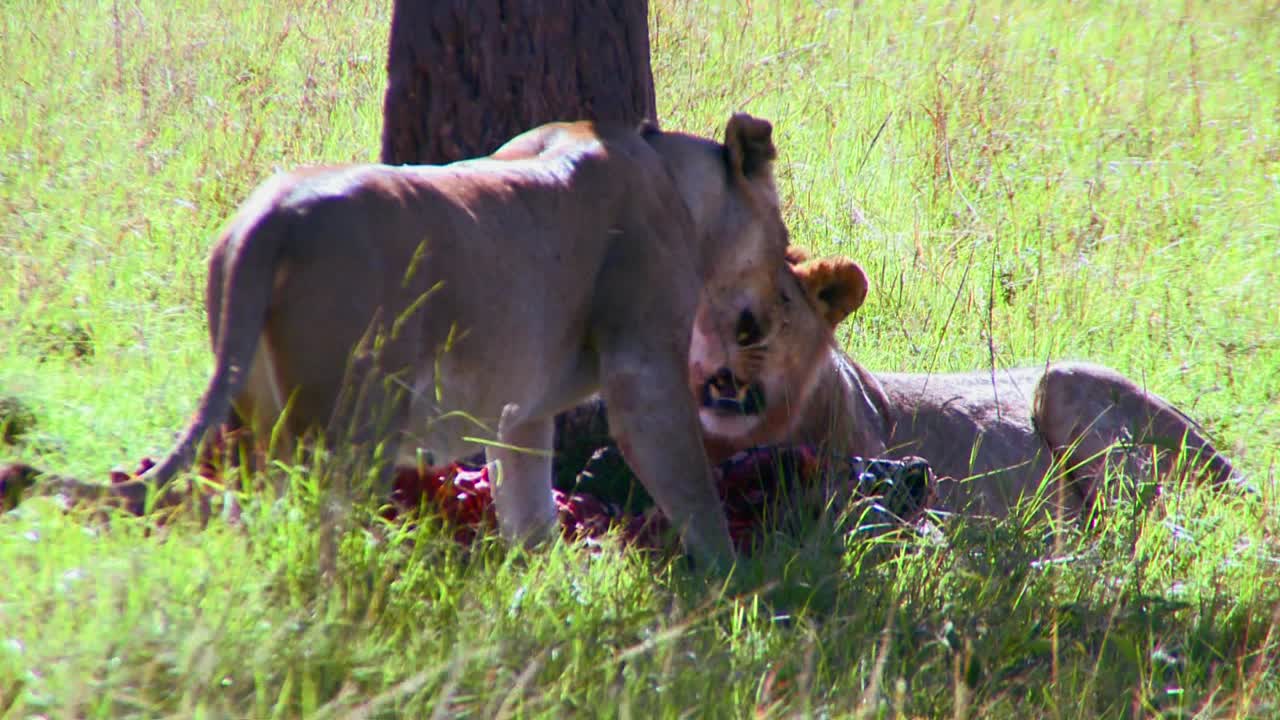 사자는 아프리카 사바나에서 먹이를 먹습니다.