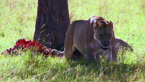 los leones se comen a sus presas en la sabana africana