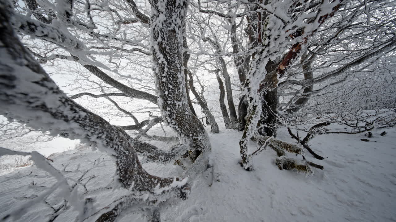 Snow-covered trees and forest in winter, peaceful and serene landscape scene