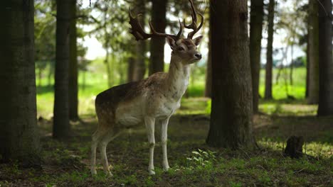 Weißwedelhirsche-Pinkeln-Im-Wald-Und-Bleiben-Wachsam,-Umgeben-Von-Bäumen