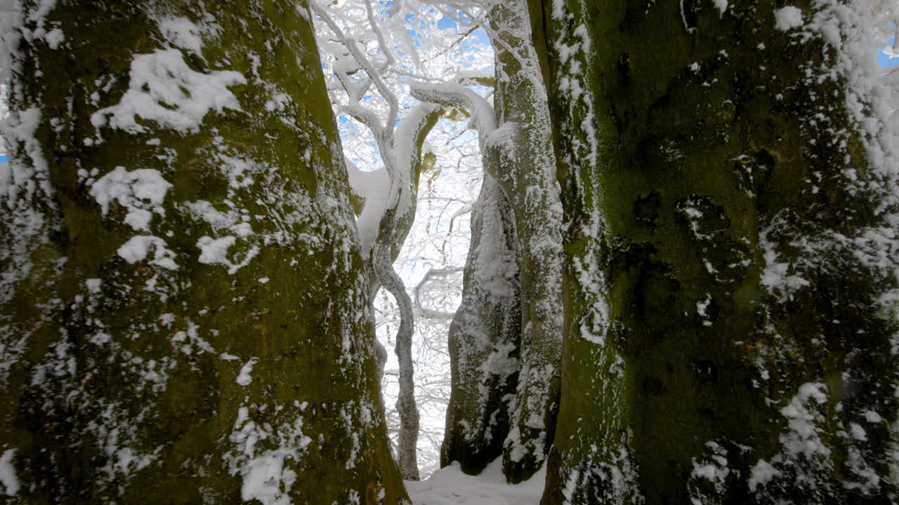 troncos y ramas de árboles cubiertos de nieve fresca y musgo verde con cielo azul brillante en invierno