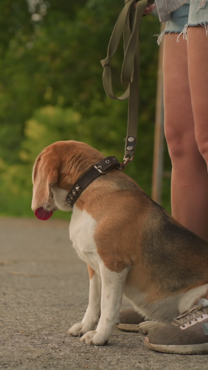 Dog sitting comfortably between owner's legs outdoors, looking into distance with relaxed expression, leash in owner's hand, blurred background including passing car on rural road