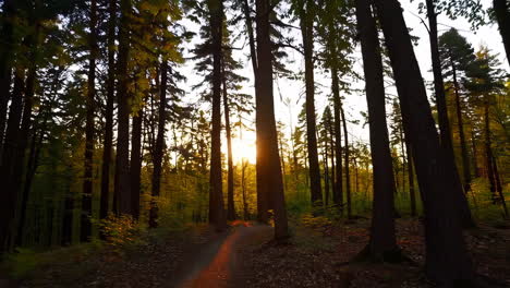 sunset in the forest