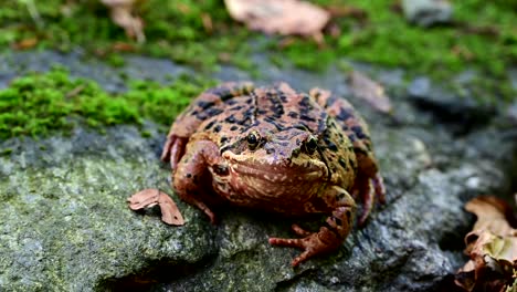 rana europea común con fondo borroso