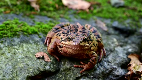 common european frog with blurry background