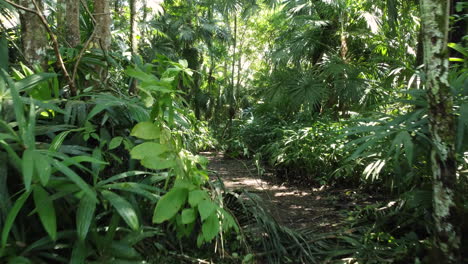 POV-shot-of-moving-through-the-Rain-forest-of-Panama-during-day-with-various-palms-and-other-trees-,-point-of-view-perspective