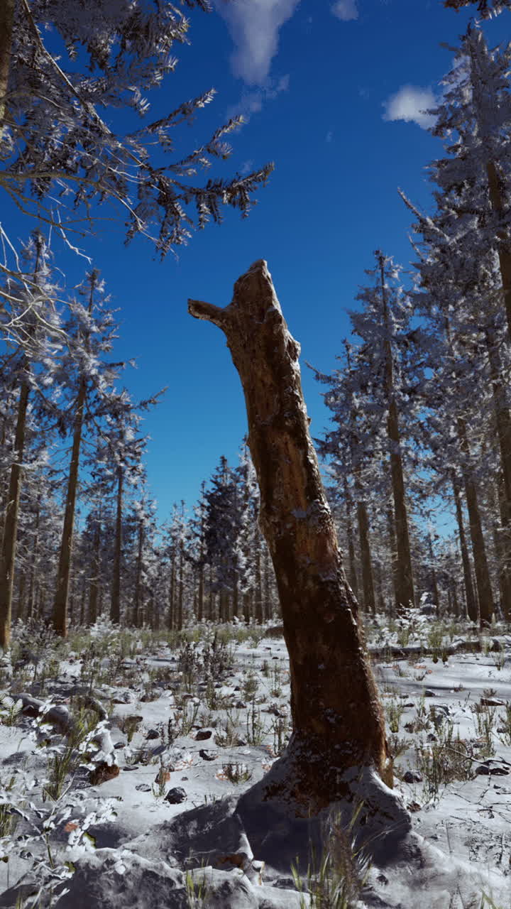 paisaje de invierno con un bosque de coníferas en los rayos de la puesta de sol