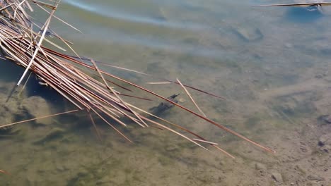 Schwenken-Sie-Von-Der-Teichküste-Zu-Einem-Verfallenden-Palmwedel,-Der-Im-Wasser-Schwimmt,-Papago-Park,-Phoenix,-Arizona