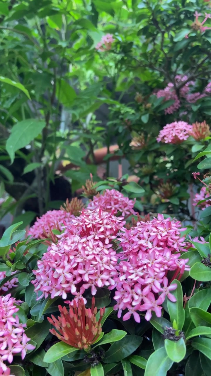Vibrant Pink Ixora Flowers Blooming in a Lush Green Garden