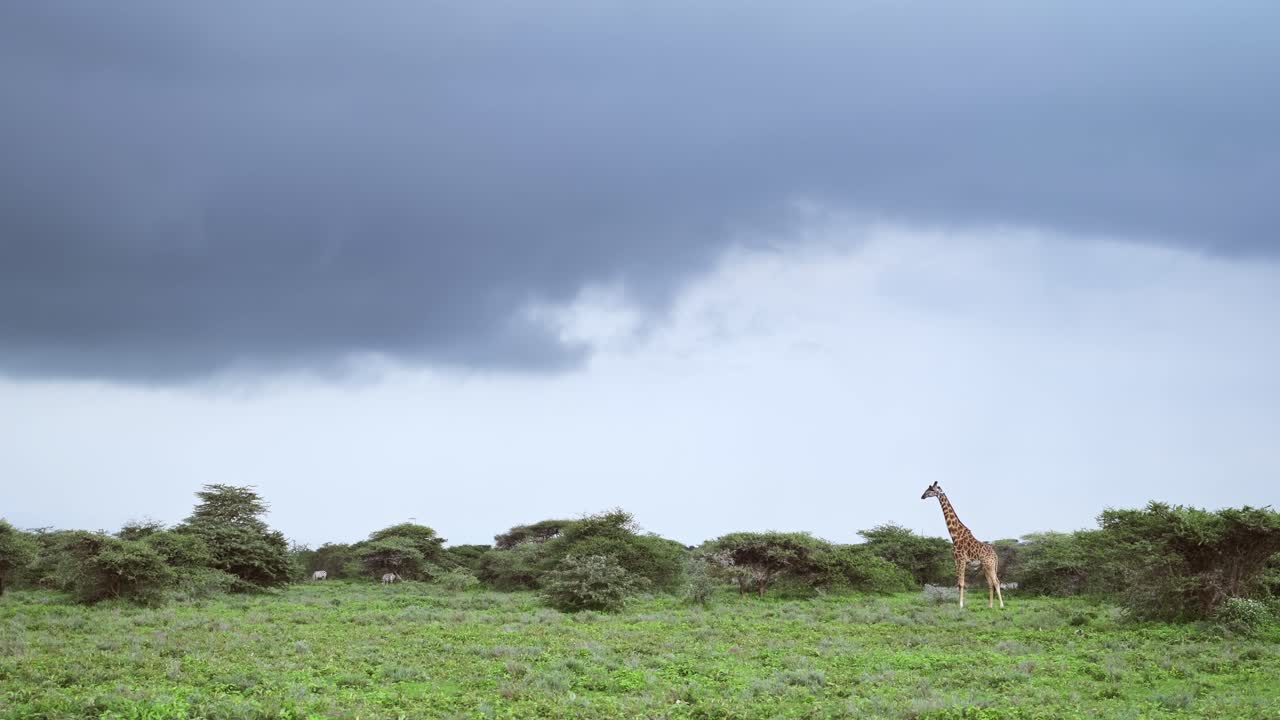 아프리카의 탄자니아의 세렌게티 국립공원 (serengeti national park) 에서 비가 오는 계절에 지라프와 큰 폭풍우 구름은 극적인 파란 구름 하늘 풍경 아래 아프리카 야생 동물 사파리 동물 게임 드라이브