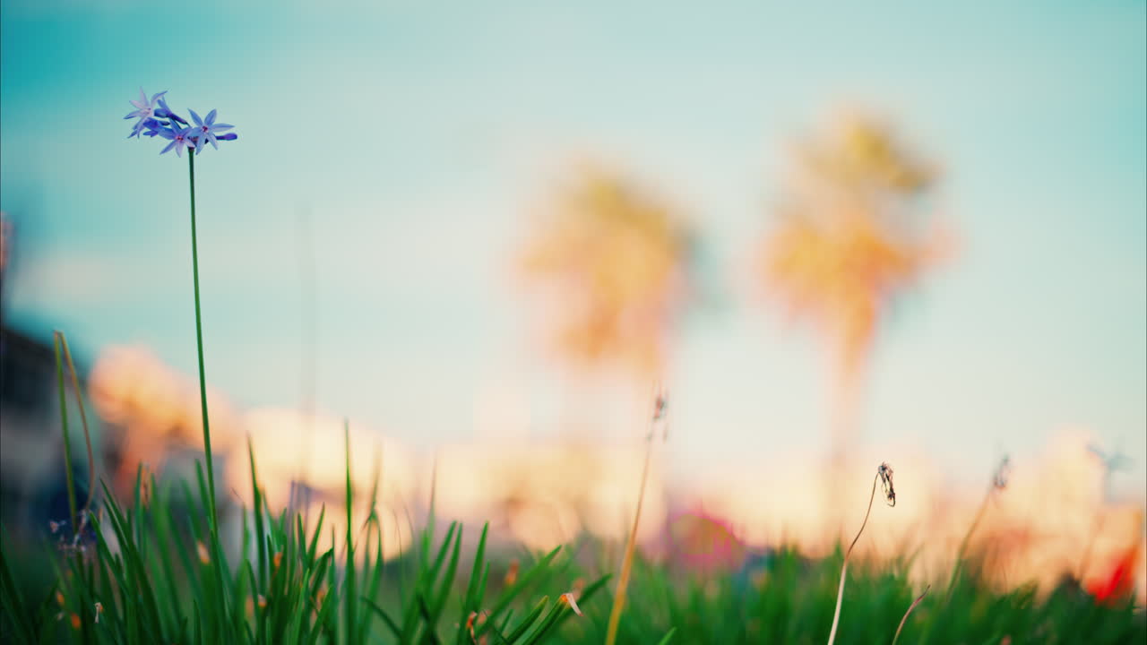 Close up of purple flowers with a blurred view of the Jardin des Poetes garden in Antibes, France at sunset