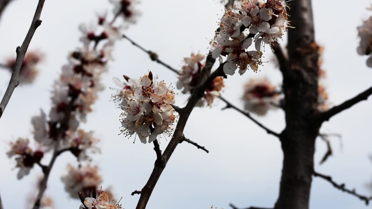 Bees pollinating the flowers of a blooming apricot tree