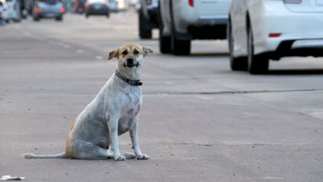 stray dog sits on the road with passing cars and motorcycles. asia, thailand