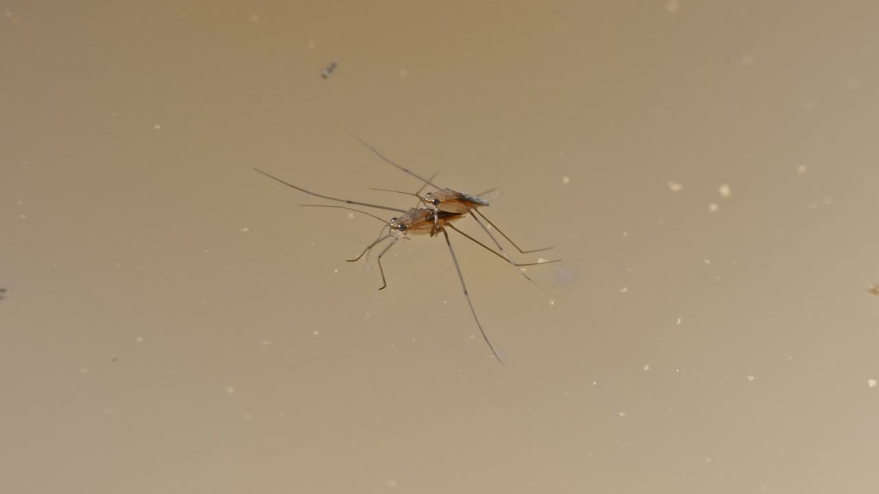 Two Gerridae, also known as Water Striders, sitting on top of the water with another one swimming up to them. In Tambopata, Madre de Dios Region, Peru. garridae