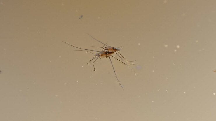 Two Gerridae, also known as Water Striders, sitting on top of the water with another one swimming up to them. In Tambopata, Madre de Dios Region, Peru. garridae