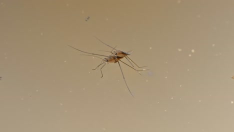 Two Gerridae, also known as Water Striders, sitting on top of the water with another one swimming up to them. In Tambopata, Madre de Dios Region, Peru. garridae