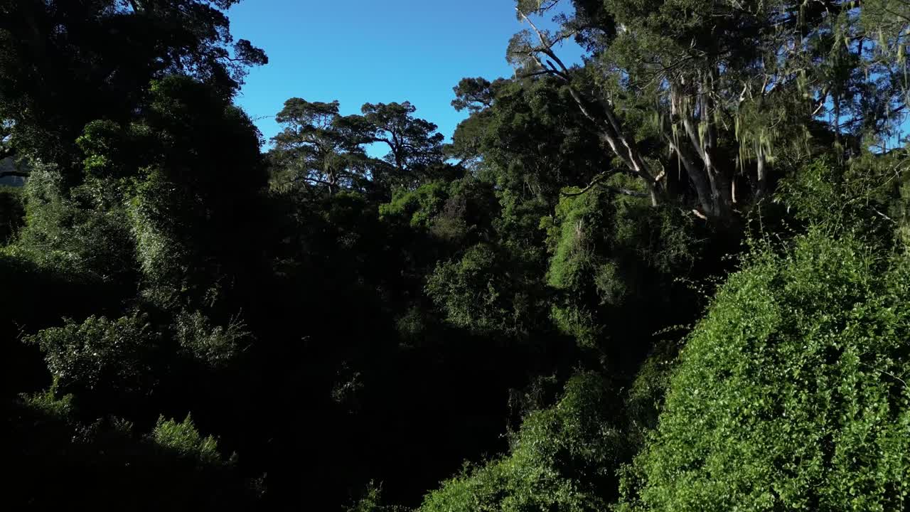 Indigenous forests of South Africa