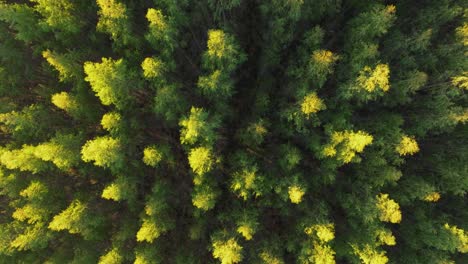 overhead view of pine trees in the forest at national park in a coruña, spain