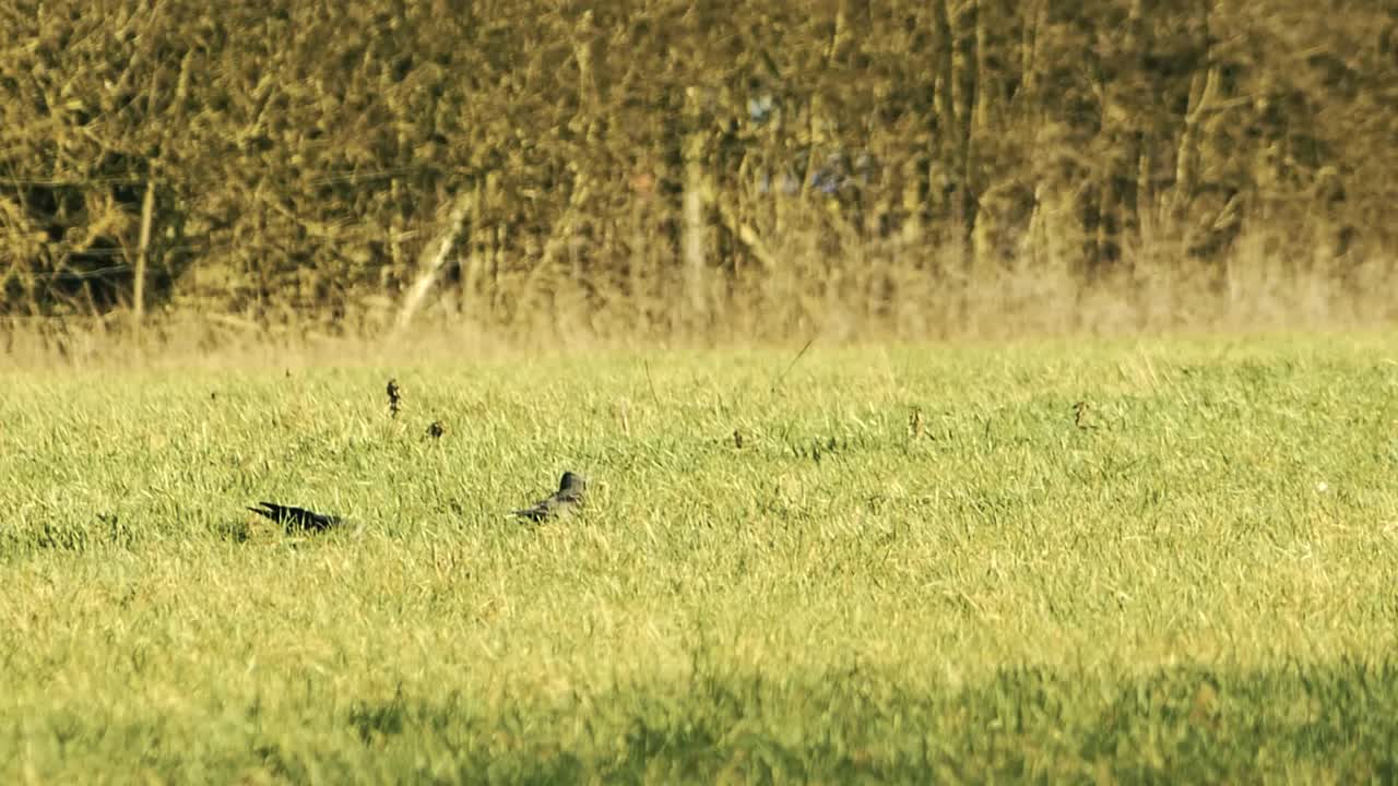 Some blackbirds finding food in the grass