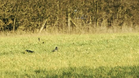 some blackbirds finding food in the grass