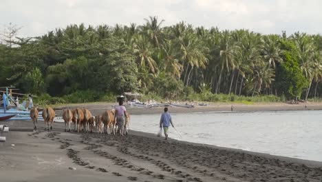 women herding banteng cows on a beach