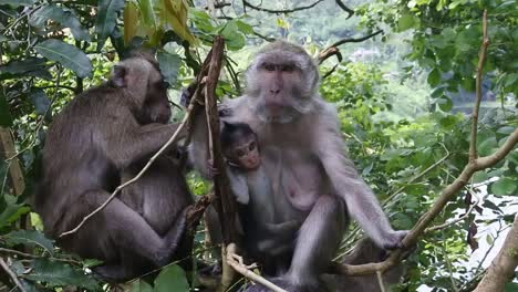 A-monkey-family-and-their-children-sit-relaxed-among-tree-branches-in-the-Kreo-Cave-tourist-area,-Semarang,-Indonesia