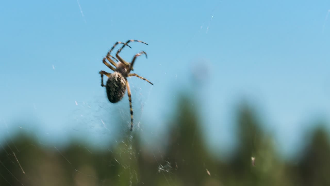 araña en una web