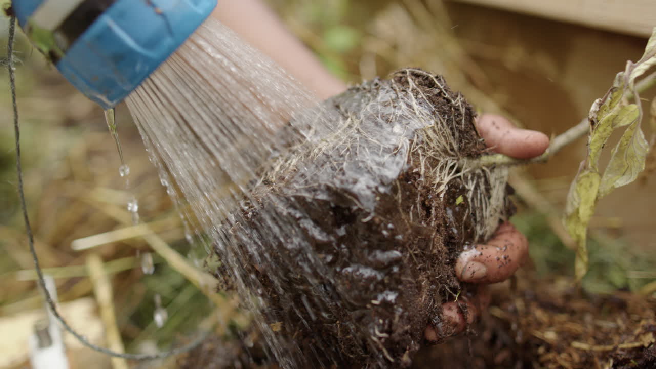 slomo, autosuficiencia - mojar las raíces de un tomate antes de plantar