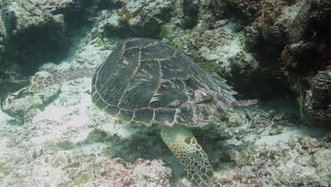 tortuga cabeza de león bajo el agua