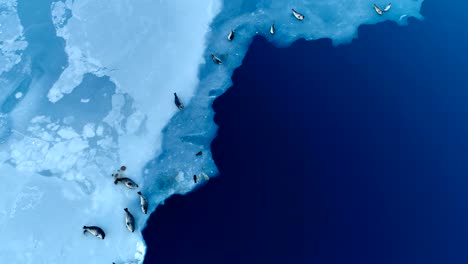 view over seals on white ice floe in iceland. seals are next to the blue sea.