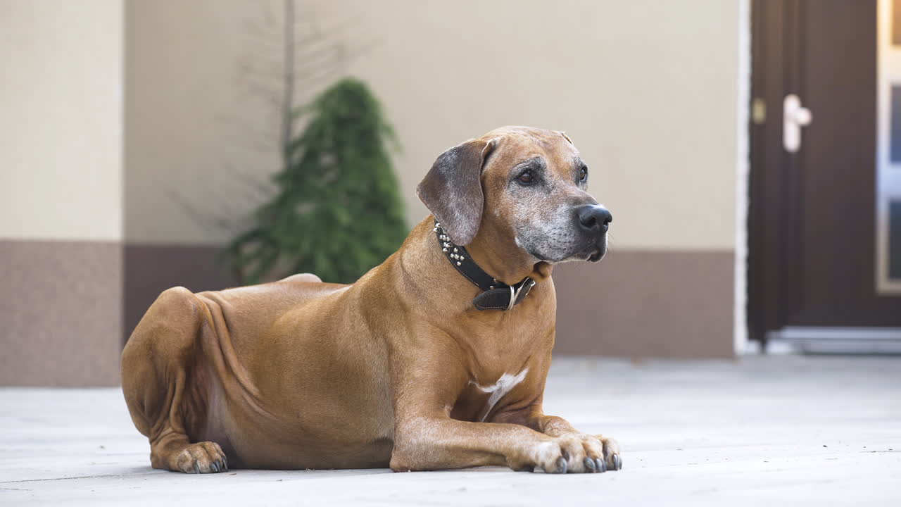 vigilante perro rhodesian ridgeback acostado en el patio de la casa familiar, de cerca