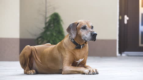 vigilant rhodesian ridgeback dog lying on family house patio, close up