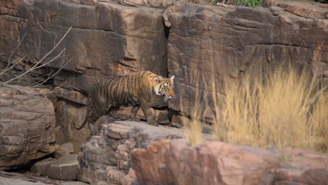 Ein-Junges-Tigerjunges,-Das-Im-Wald-Umherstreift