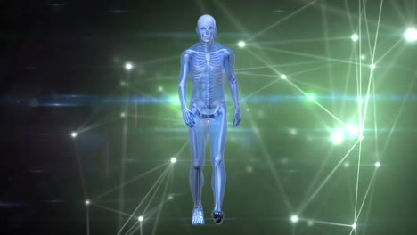 animation of walking xray human figure over glowing network of connections, on black